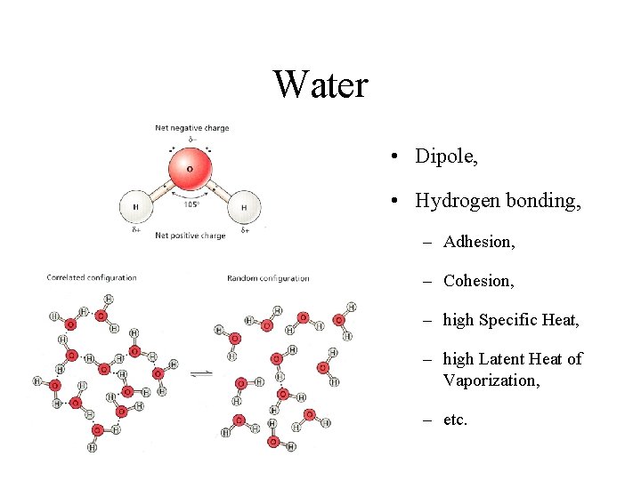 Water • Dipole, • Hydrogen bonding, – Adhesion, – Cohesion, – high Specific Heat,