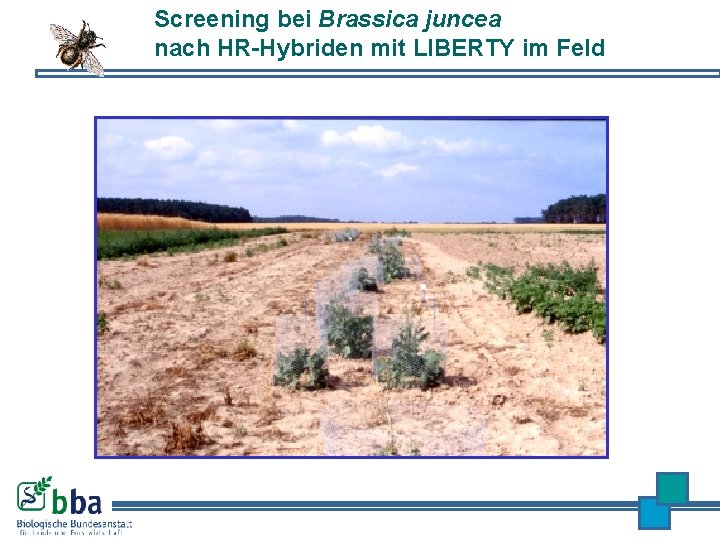Screening bei Brassica juncea nach HR-Hybriden mit LIBERTY im Feld 