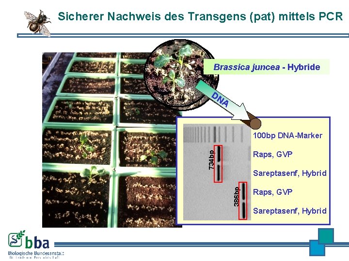 Sicherer Nachweis des Transgens (pat) mittels PCR Brassica juncea - Hybride DN A 100