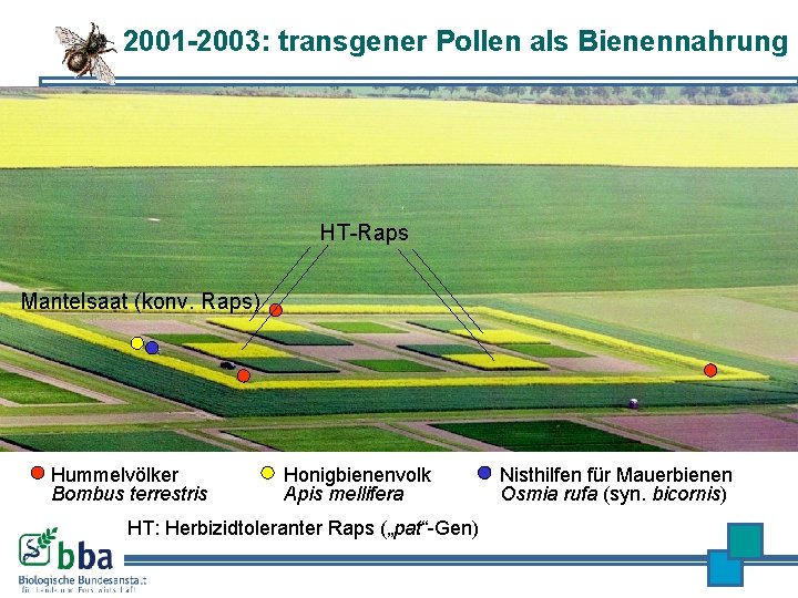 2001 -2003: transgener Pollen als Bienennahrung HT-Raps Mantelsaat (konv. Raps) Hummelvölker Bombus terrestris Honigbienenvolk