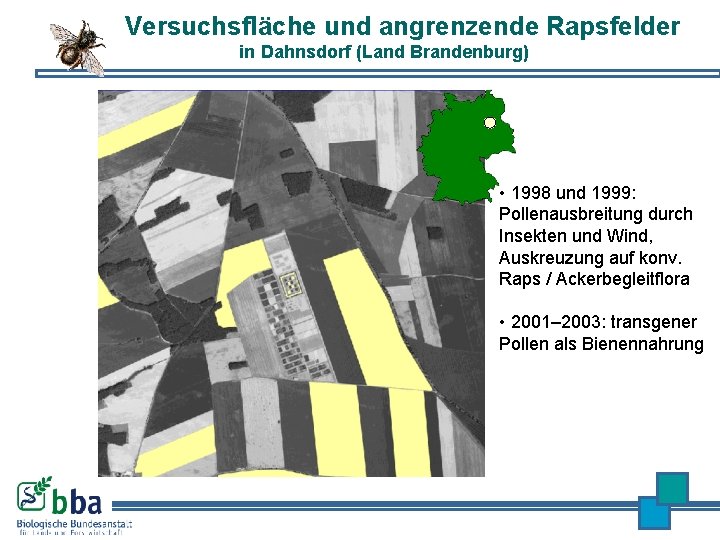 Versuchsfläche und angrenzende Rapsfelder in Dahnsdorf (Land Brandenburg) 500 m • 1998 und 1999: