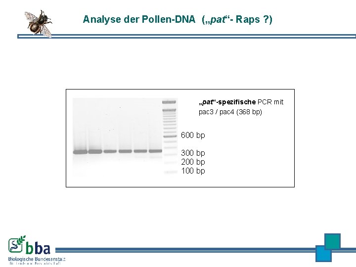 Analyse der Pollen-DNA („pat“- Raps ? ) „pat“-spezifische PCR mit pac 3 / pac