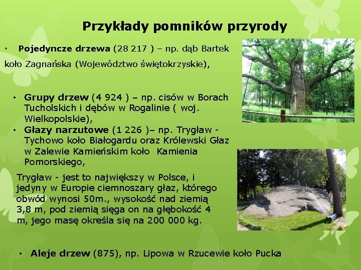 Przykłady pomników przyrody • Pojedyncze drzewa (28 217 ) – np. dąb Bartek koło