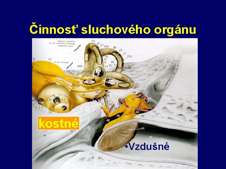 Činnosť sluchového orgánu Kostné vedenie kostné • Vzdušné 