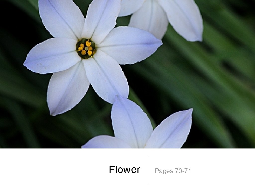 Flower Pages 70 -71 