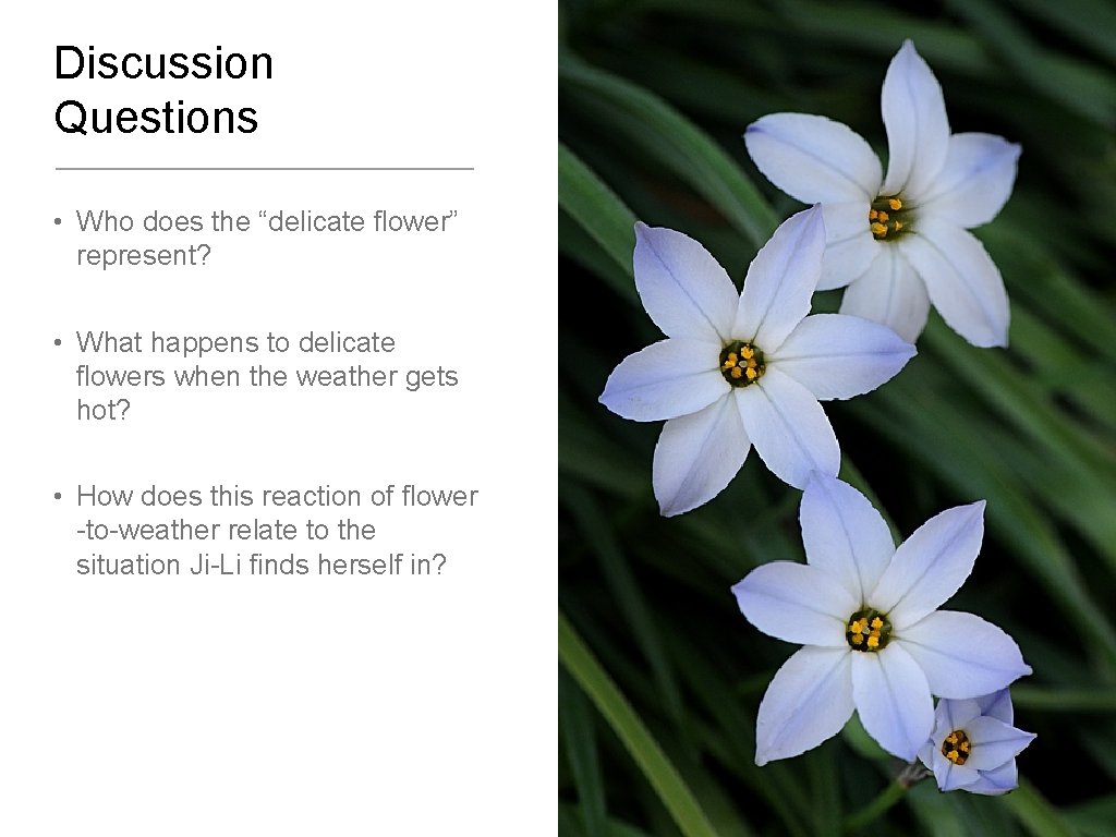 Discussion Questions • Who does the “delicate flower” represent? • What happens to delicate