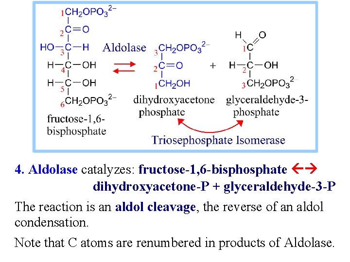 4. Aldolase catalyzes: fructose-1, 6 -bisphosphate dihydroxyacetone-P + glyceraldehyde-3 -P The reaction is an