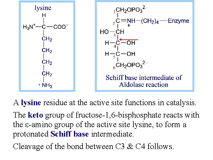 A lysine residue at the active site functions in catalysis. The keto group of