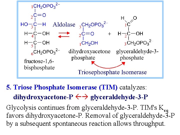5. Triose Phosphate Isomerase (TIM) catalyzes: dihydroxyacetone-P glyceraldehyde-3 -P Glycolysis continues from glyceraldehyde-3 -P.