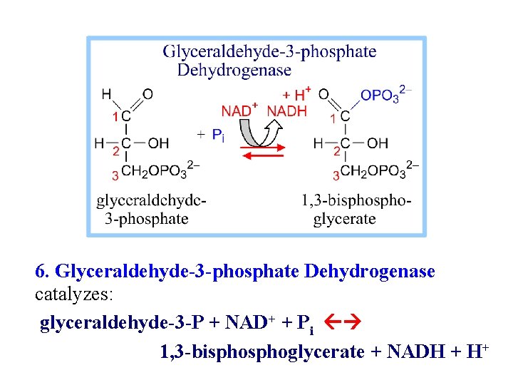 6. Glyceraldehyde-3 -phosphate Dehydrogenase catalyzes: glyceraldehyde-3 -P + NAD+ + Pi 1, 3 -bisphoglycerate