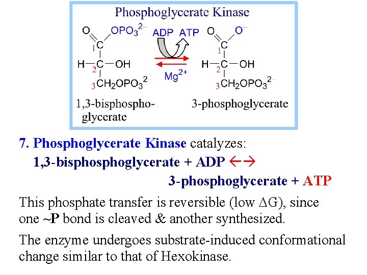 7. Phosphoglycerate Kinase catalyzes: 1, 3 -bisphoglycerate + ADP 3 -phosphoglycerate + ATP This