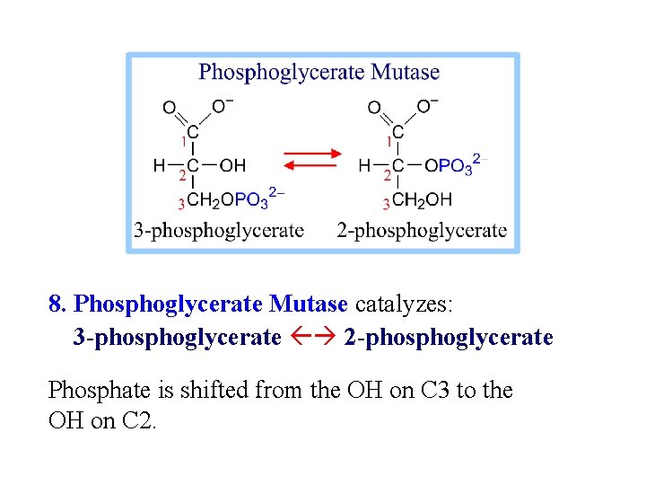 8. Phosphoglycerate Mutase catalyzes: 3 -phosphoglycerate 2 -phosphoglycerate Phosphate is shifted from the OH