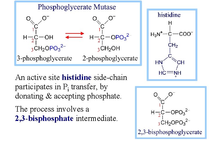 An active site histidine side-chain participates in Pi transfer, by donating & accepting phosphate.