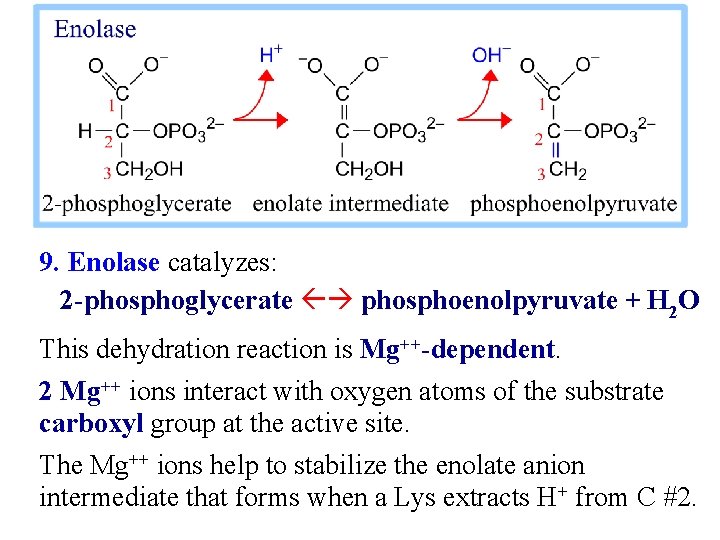 9. Enolase catalyzes: 2 -phosphoglycerate phosphoenolpyruvate + H 2 O This dehydration reaction is