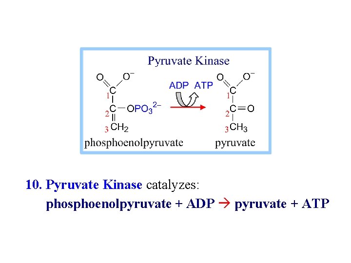 10. Pyruvate Kinase catalyzes: phosphoenolpyruvate + ADP pyruvate + ATP 