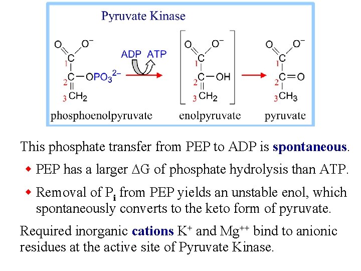 This phosphate transfer from PEP to ADP is spontaneous. w PEP has a larger