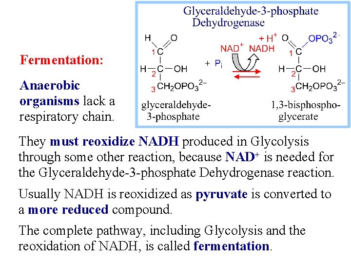 Fermentation: Anaerobic organisms lack a respiratory chain. They must reoxidize NADH produced in Glycolysis