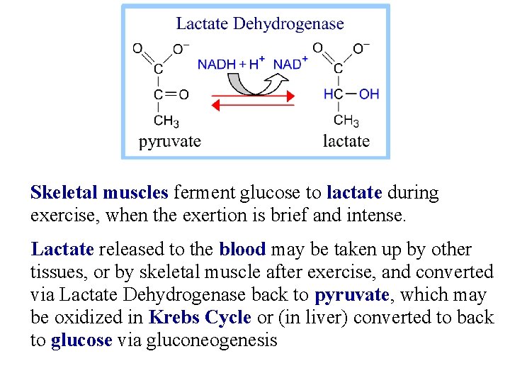 Skeletal muscles ferment glucose to lactate during exercise, when the exertion is brief and