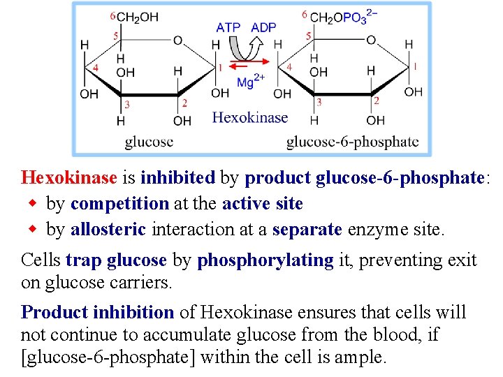 Hexokinase is inhibited by product glucose-6 -phosphate: w by competition at the active site