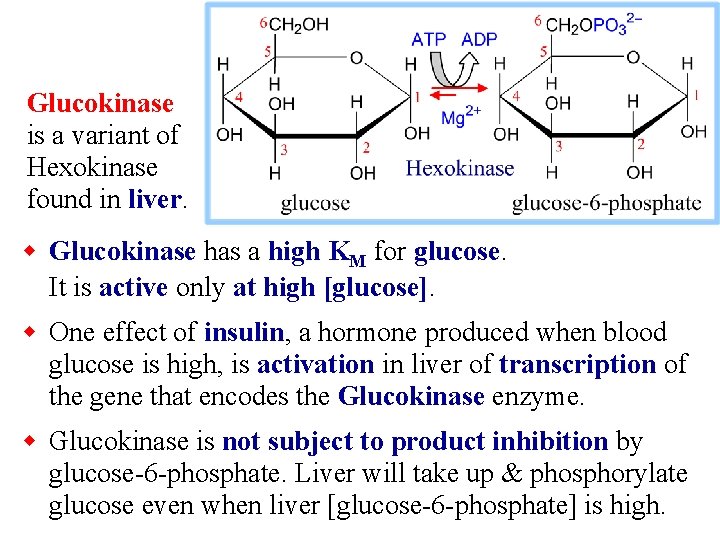 Glucokinase is a variant of Hexokinase found in liver. w Glucokinase has a high