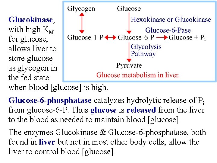 Glucokinase, with high KM for glucose, allows liver to store glucose as glycogen in