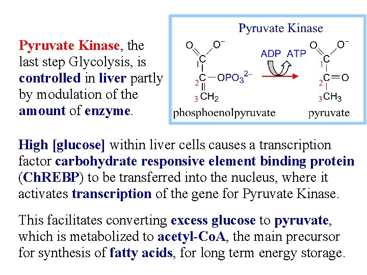 Pyruvate Kinase, the last step Glycolysis, is controlled in liver partly by modulation of