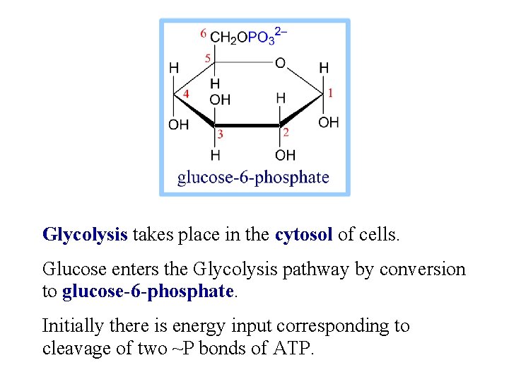 Glycolysis takes place in the cytosol of cells. Glucose enters the Glycolysis pathway by