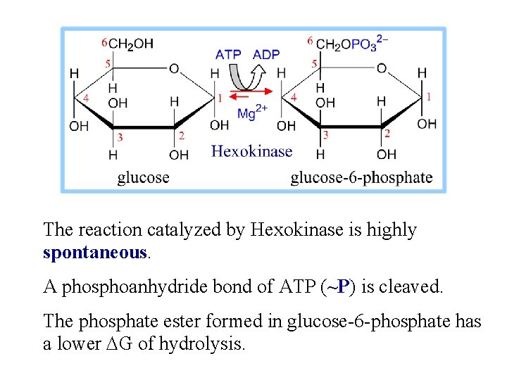 The reaction catalyzed by Hexokinase is highly spontaneous. A phosphoanhydride bond of ATP (~P)