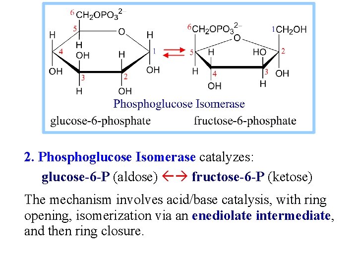 2. Phosphoglucose Isomerase catalyzes: glucose-6 -P (aldose) fructose-6 -P (ketose) The mechanism involves acid/base