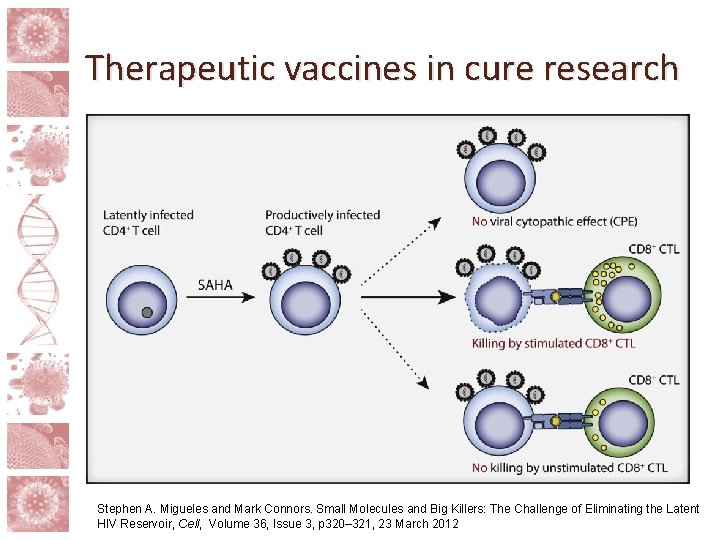 Therapeutic vaccines in cure research Stephen A. Migueles and Mark Connors. Small Molecules and