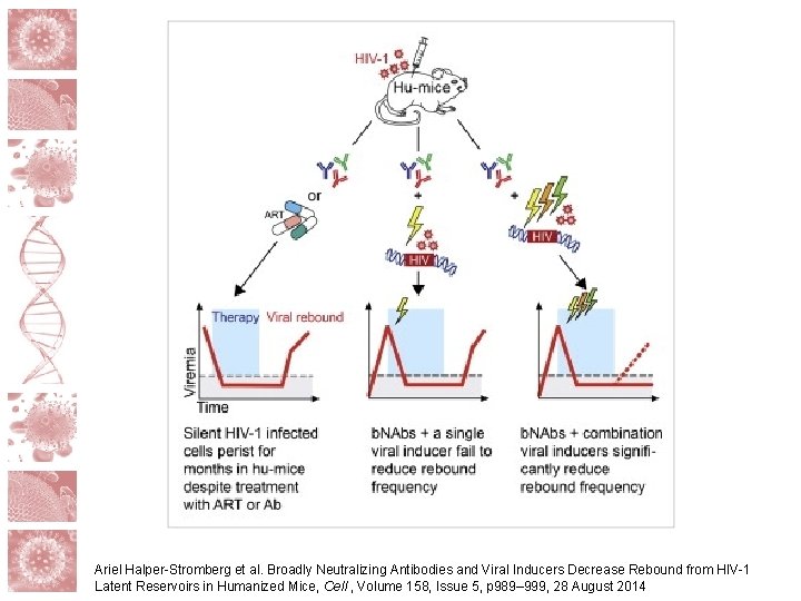 Ariel Halper-Stromberg et al. Broadly Neutralizing Antibodies and Viral Inducers Decrease Rebound from HIV-1