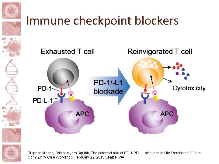 Immune checkpoint blockers Stephen Mason, Bristol-Myers Squibb, The potential role of PD-1/PD-L 1 blockade