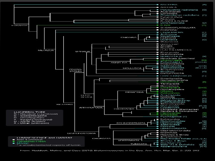 PHYLOGENY 