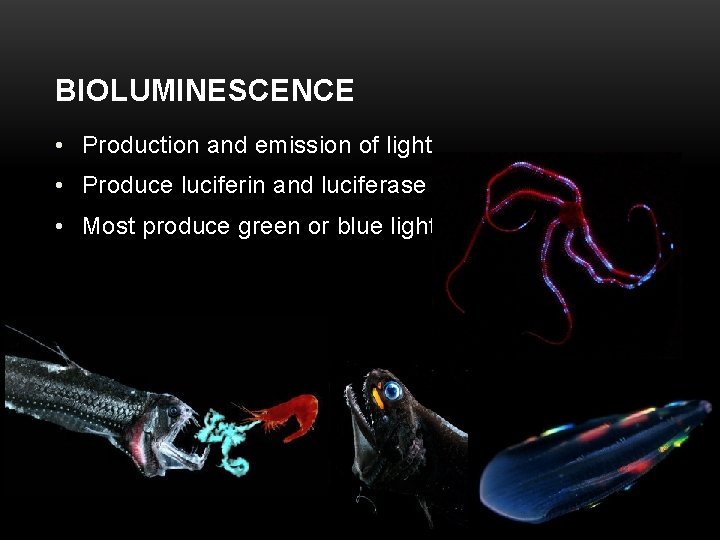 BIOLUMINESCENCE • Production and emission of light • Produce luciferin and luciferase • Most