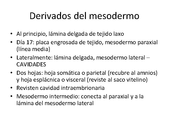 Derivados del mesodermo • Al principio, lámina delgada de tejido laxo • Día 17: