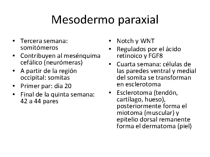 Mesodermo paraxial • Tercera semana: somitómeros • Contribuyen al mesénquima cefálico (neurómeras) • A