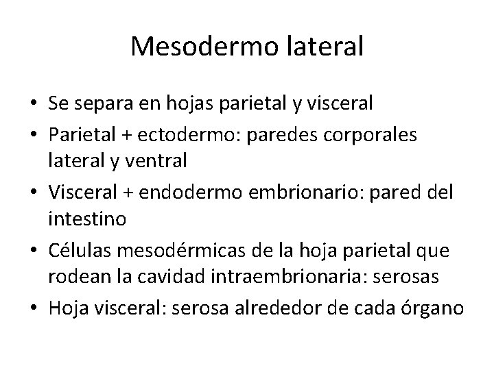Mesodermo lateral • Se separa en hojas parietal y visceral • Parietal + ectodermo: