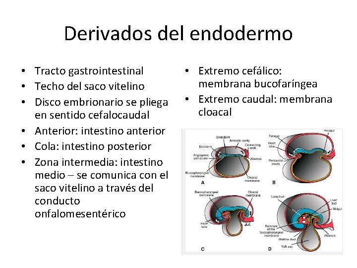 Derivados del endodermo • Tracto gastrointestinal • Techo del saco vitelino • Disco embrionario