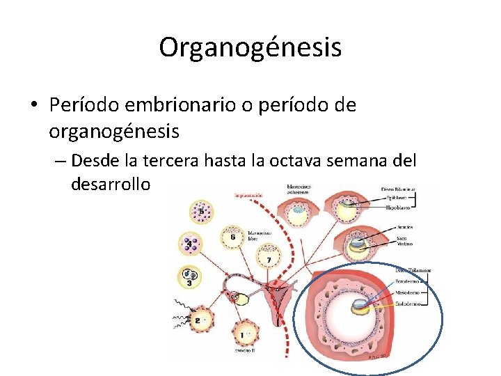 Organogénesis • Período embrionario o período de organogénesis – Desde la tercera hasta la