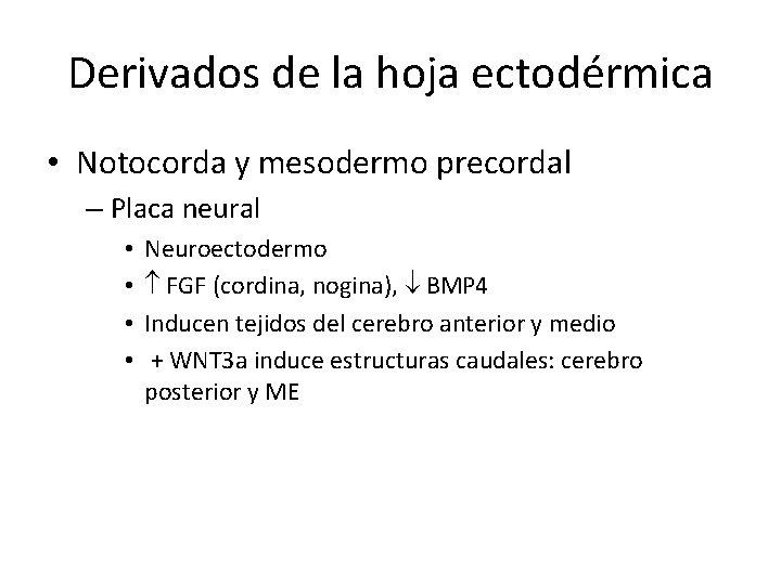 Derivados de la hoja ectodérmica • Notocorda y mesodermo precordal – Placa neural •