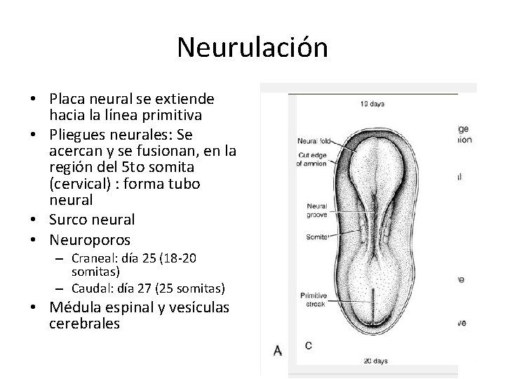 Neurulación • Placa neural se extiende hacia la línea primitiva • Pliegues neurales: Se