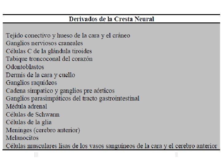 Cresta Neural • Población celular del neuroectodermo que migra hacia el mesodermo subyacente •