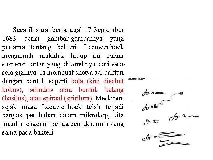 Secarik surat bertanggal 17 September 1683 berisi gambar-gambarnya yang pertama tentang bakteri. Leeuwenhoek mengamati