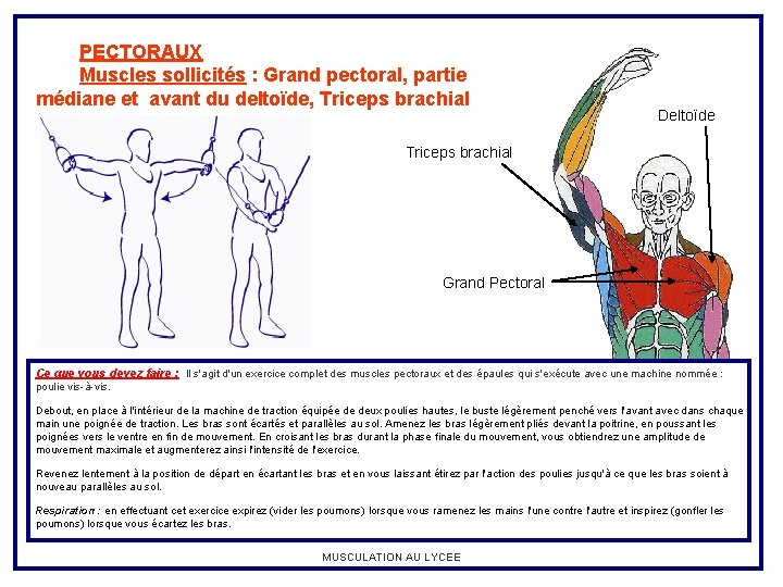 PECTORAUX Muscles sollicités : Grand pectoral, partie médiane et avant du deltoïde, Triceps brachial