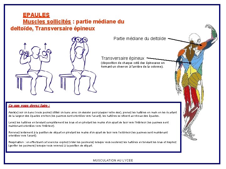 EPAULES Muscles sollicités : partie médiane du deltoïde, Transversaire épineux Partie médiane du deltoïde