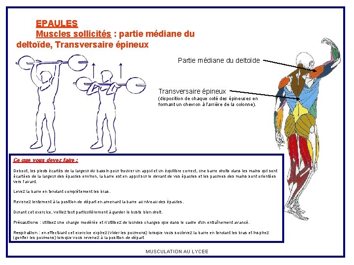 EPAULES Muscles sollicités : partie médiane du deltoïde, Transversaire épineux Partie médiane du deltoïde