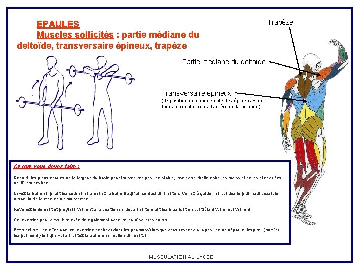 EPAULES Muscles sollicités : partie médiane du deltoïde, transversaire épineux, trapèze Trapèze Partie médiane