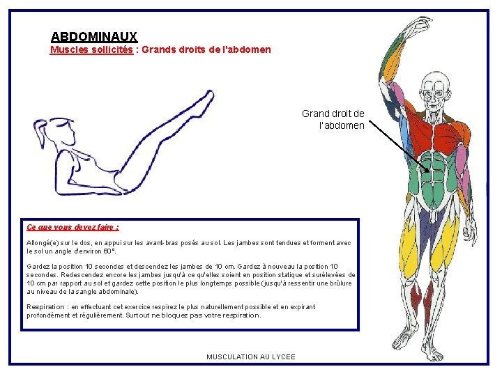 ABDOMINAUX Muscles sollicités : Grands droits de l'abdomen Grand droit de l’abdomen Ce que