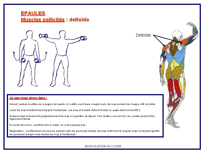 EPAULES Muscles sollicités : deltoïde Deltoïde Ce que vous devez faire : Debout, jambes