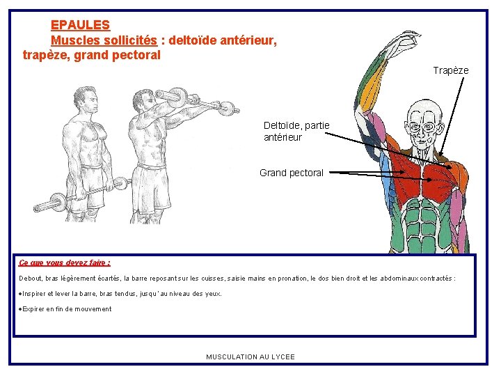 EPAULES Muscles sollicités : deltoïde antérieur, trapèze, grand pectoral Trapèze Deltoïde, partie antérieur Grand